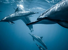 开云体育在线玩-以棋会友，河北记协队出征全国新闻界双人围棋锦标赛